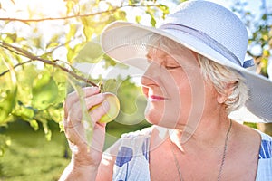 A satisfied elderly woman enjoys the smell of a blooming apple walking in her garden . Gifts of nature