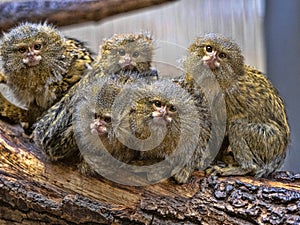 Satisfied family with cubs, Pygmy marmoset, Callithrix pygmaea niveiventris