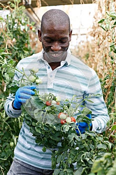 Satisfied farmer checking harvest of tomatoes