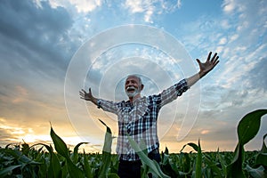 Satisfied farmer with raised arms in corn field