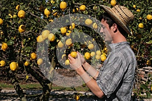 Satisfied farmer watch fruits of a lemon tree