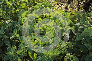 Satisfied, fresh nettles with sunbeams