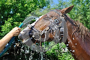 Satisfied happy horse cooled by water in series, 2 of 4