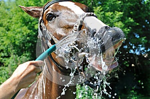 Satisfied happy horse cooled by water in series, 4 of 4