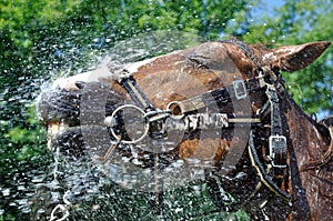Satisfied happy horse cooled by water in series, 1 of 4 photo