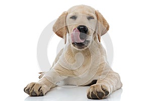 Satisfied little labrador retriever puppy dog lick nose and rests
