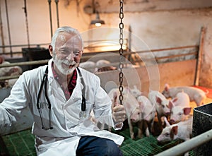 Satisfied veterinarian with piglets in pigpen