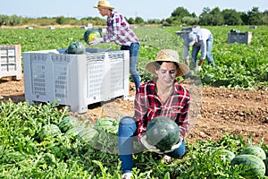 Satisfied woman gardener picking fresh watermelon on plantation