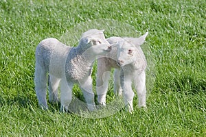 Satisfied Young lambs in the pasture at springtime