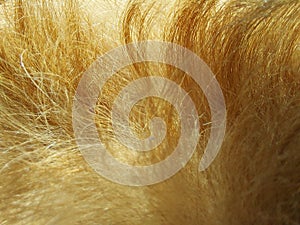 Satisfying close up of dog fur