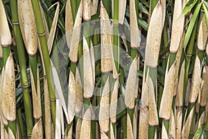 Satnd of bamboo in close-up with a range of greens and yellows.