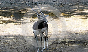 A satnding male blackbuck. photo