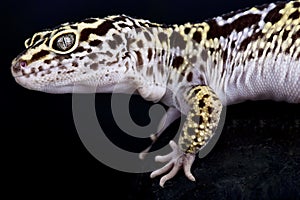 Satpura leopard gecko Eublepharis satpuraensis