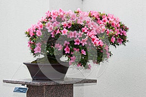 Satsuki Azalea bonsai in flowering boom