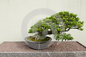 Satsuki Azalea Bonsai Tree
