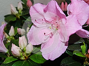 Satsuki azalea flower. Rhododendron indicum