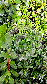 Satsuki Azalea Plant Without Flowers in Bright Midday Sunlight