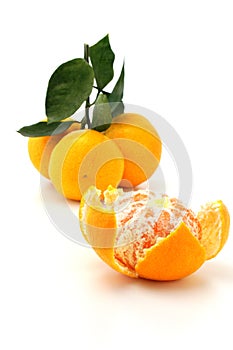 Satsuma