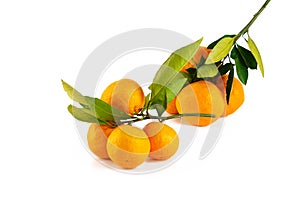 Satsuma