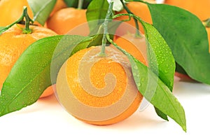 Satsuma