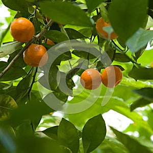 Satsumas