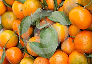 Satsumas