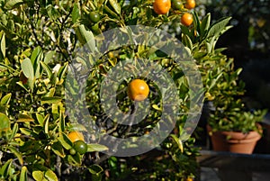 Satsumas Tree