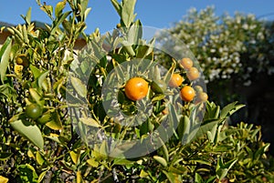 Satsumas Tree 2