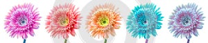 Saturated Color Aster flower on white background.  Collection