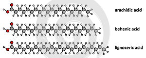 Saturated fatty acids: arachidic, behenic and lignoceric acid. Long chain saturated fatty acids. Stylized 2D renderings.