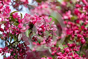 Saturated magenta apple blossom at springtime