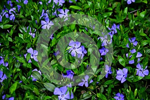 Saturated periwinkle background