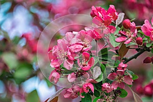 Saturated pink apple blossom close-up