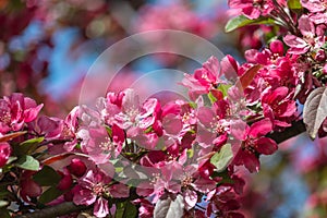 Saturated pink apple blossom close-up at springtime
