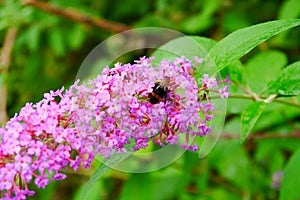 Saturated plant with bee