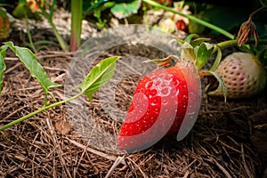 Saturated red strawberry grows close-up on a plantation