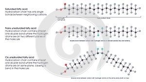 Saturated versus unsaturated fatty acids vector illustration scientific graphic diagram