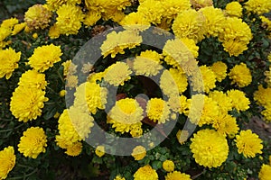 Saturated yellow flowers of Chrysanthemums