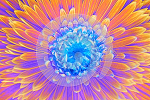 Saturation luminosity color. Gerbera flower