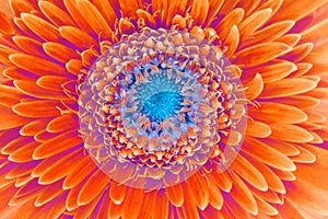 Saturation luminosity color. Gerbera flower closeup background