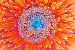 Saturation luminosity color. Gerbera flower closeup background photo