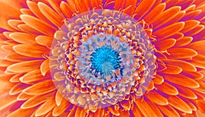Saturation luminosity color. Gerbera flower closeup background photo
