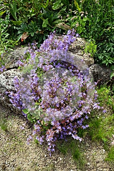 Satureja montana variegata, flowers
