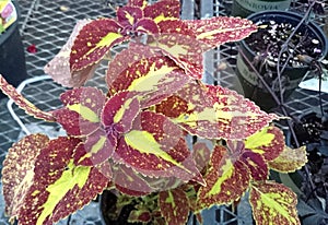 Saturn Coleus, Plectranthus scutellarioides Saturn, Solenostemon scutellarioides