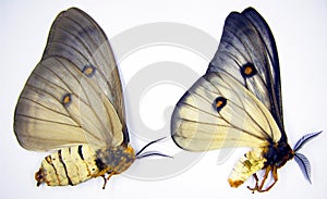 Saturnia butterflies isolated on white. Silk moth Ceranchia appolina macro close up, saturniidae photo