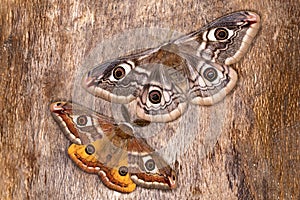 Saturnia pavonia (The Small Emperor Moth)-butterfly photo