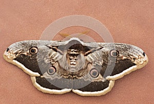 Saturnia pyri Giant peacock moth, Aristotle`s silkworm noturnal butterfly of enormous size large wings with eye-like ocelli