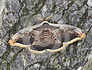Saturnia pyri, the giant peacock moth on a tree photo