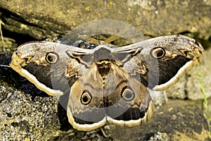 Saturnia pyri moth
