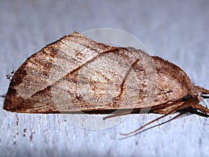 a Saturniid moth (family Saturniidae)